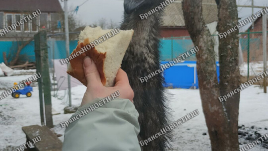 Экологический туризм в брянской области