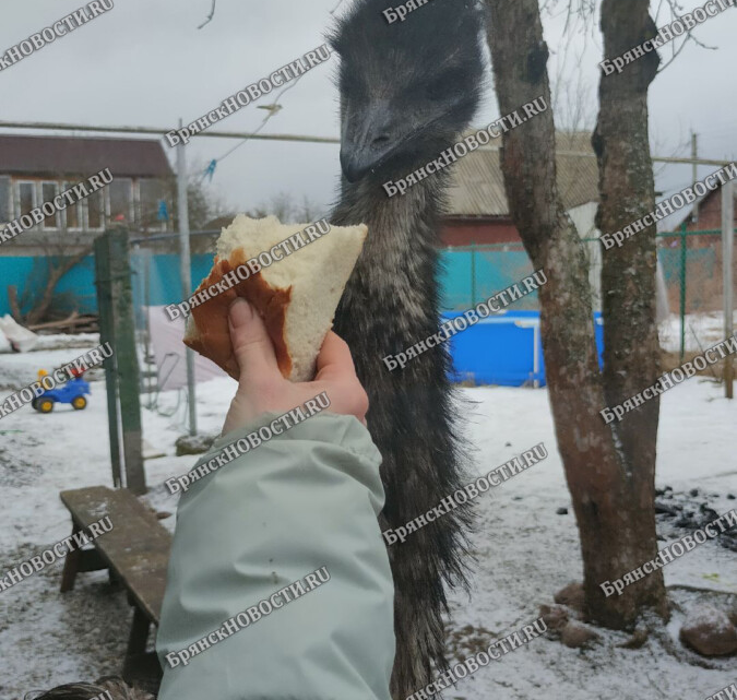 Экологический туризм в брянской области