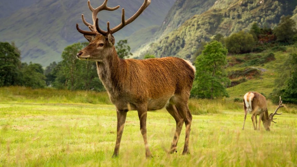 Пантовые ванны на Алтае: Природный эликсир молодости и здоровья