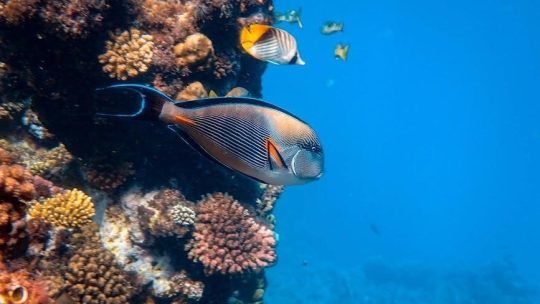 Дайвинг в Паттайе: Откройте для Себя Подводный Мир Таиланда