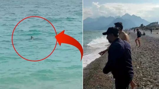 У пляжа Коньяалты в Анталье заметили двухметровую акулу