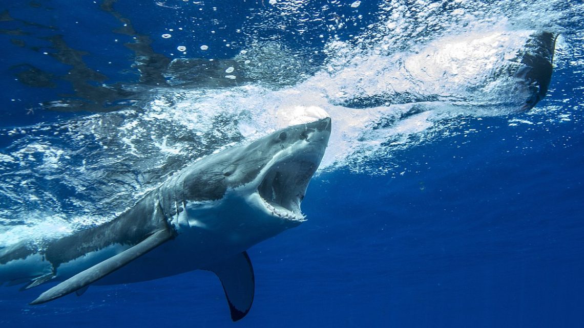 Акулы у берегов Турции в 2025 году: насколько велика опасность