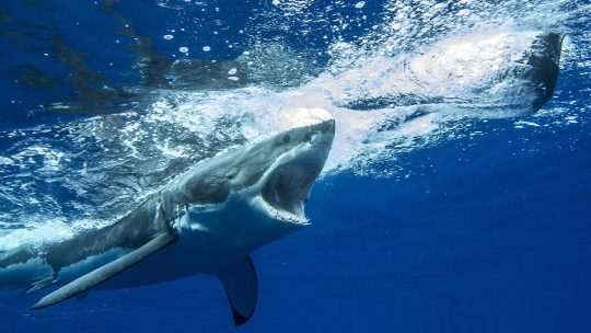 Акулы у берегов Турции в 2025 году: насколько велика опасность