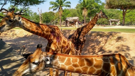 Сафари, шоу и храмы: экскурсии в Паттайе, которые стоит попробовать каждому