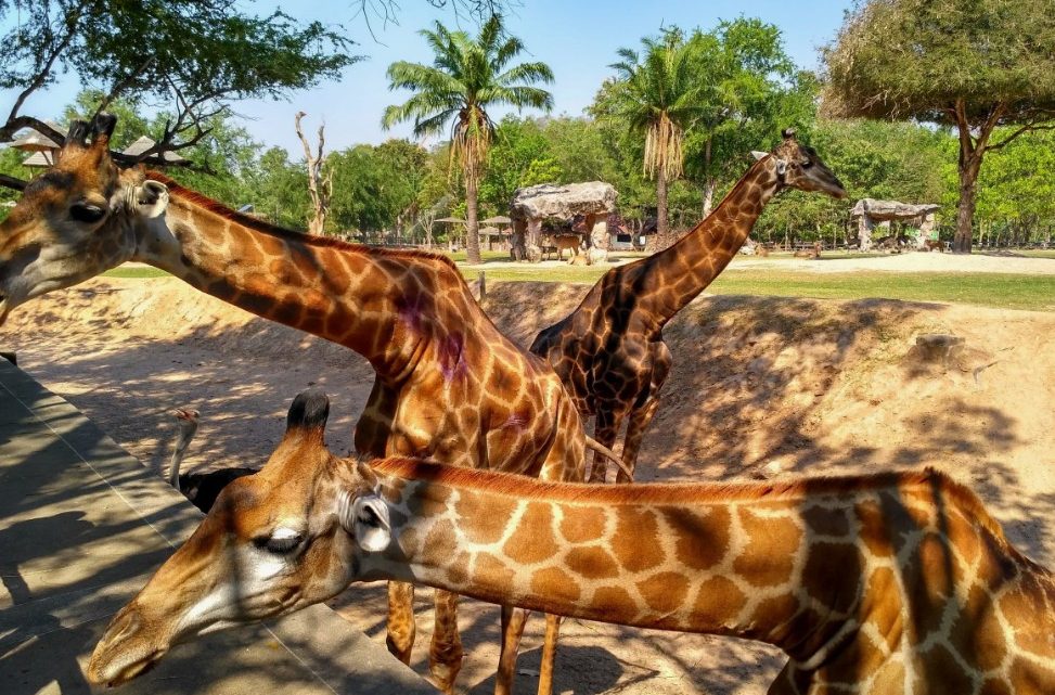 Сафари, шоу и храмы: экскурсии в Паттайе, которые стоит попробовать каждому